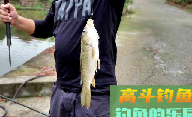 诱鱼、留鱼并非只能靠窝料，学会抽窝比打窝更高效