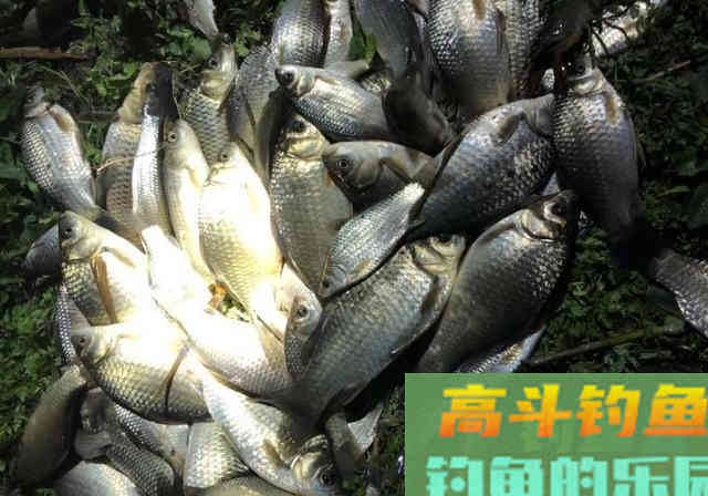 自制窝料诱鱼，钓获30多斤野生大鱼