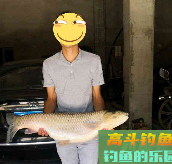 它正在全球肆虐，钓大鱼蝗虫是一绝，用对方法就可以