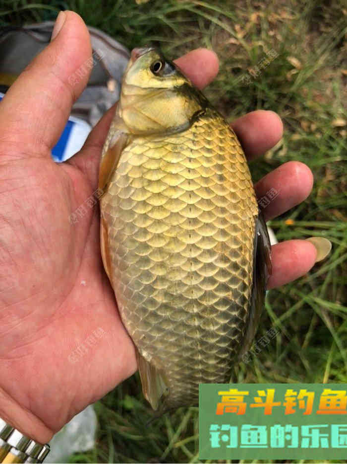 自制窝料，只为积累