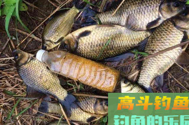 饭粒只要加此物，钓鲫鲤草变得很容易