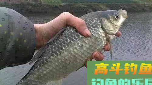 轻松开出完美拉饵状态的技巧，只需这几个细