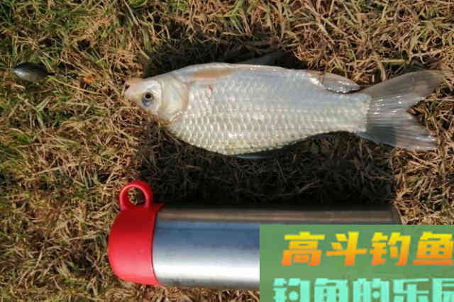 谷麦钓法，自制酒米野钓鲫鱼
