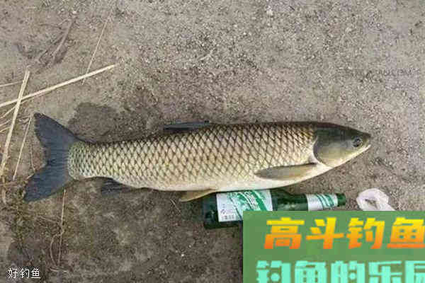 野钓草鱼必杀饵料配方，不闹小鱼，专钓大鱼