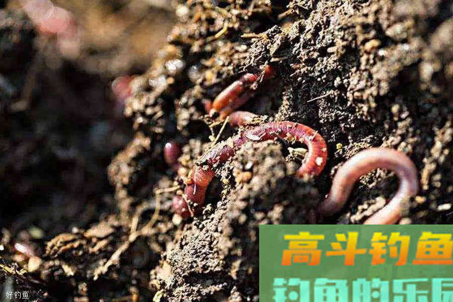 蚯蚓钓鱼使用小技巧，让钓鱼爱好者少走弯路