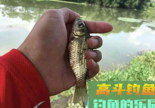 同样的饵料配方，别人连竿你没口？