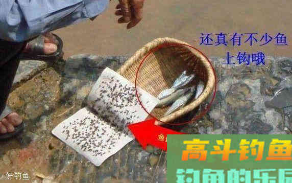 苍蝇也可以做饵料，而且鱼获还比以前多一半