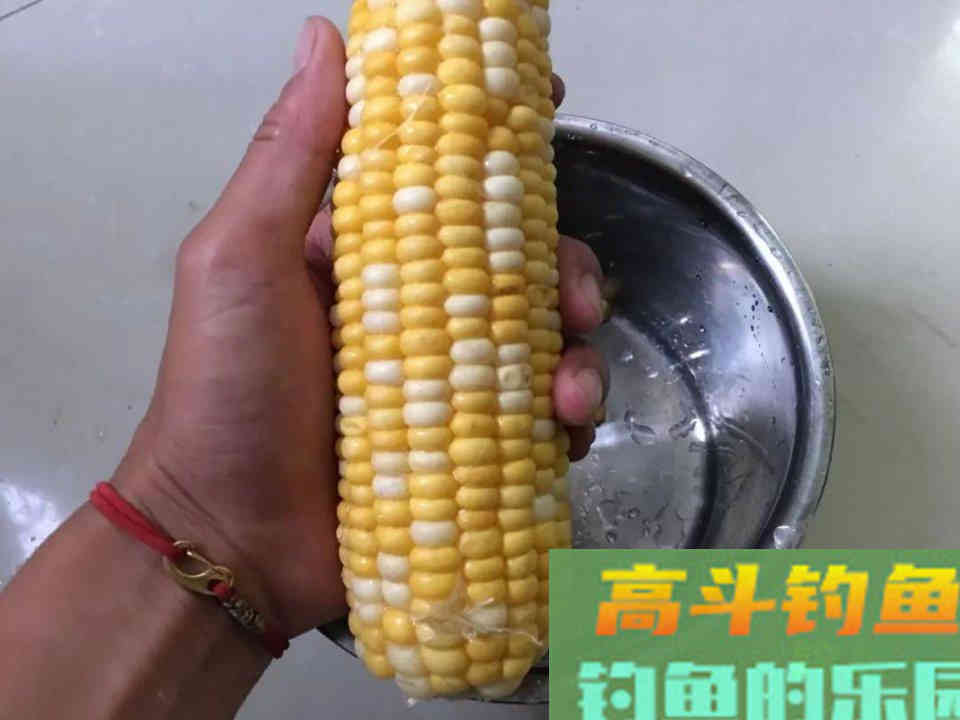 自制玉米钓饵钓大鱼，黑坑野钓两用