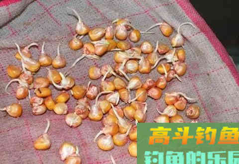 野钓草鱼绝杀饵料，每次使用都不会让你失望