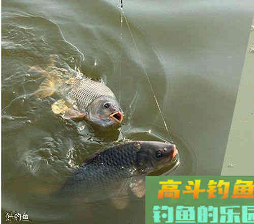 春季野钓到底该不该用小药?我们好好讨论下