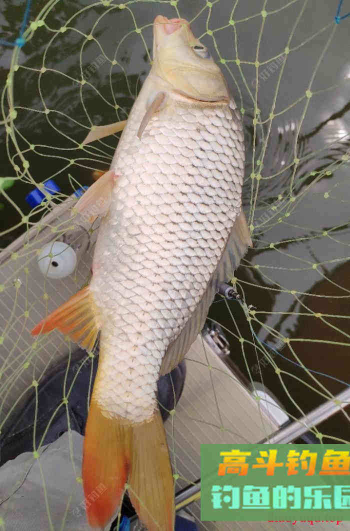 垂钓鲤鱼在不同水情鱼情下的饵料运用技巧