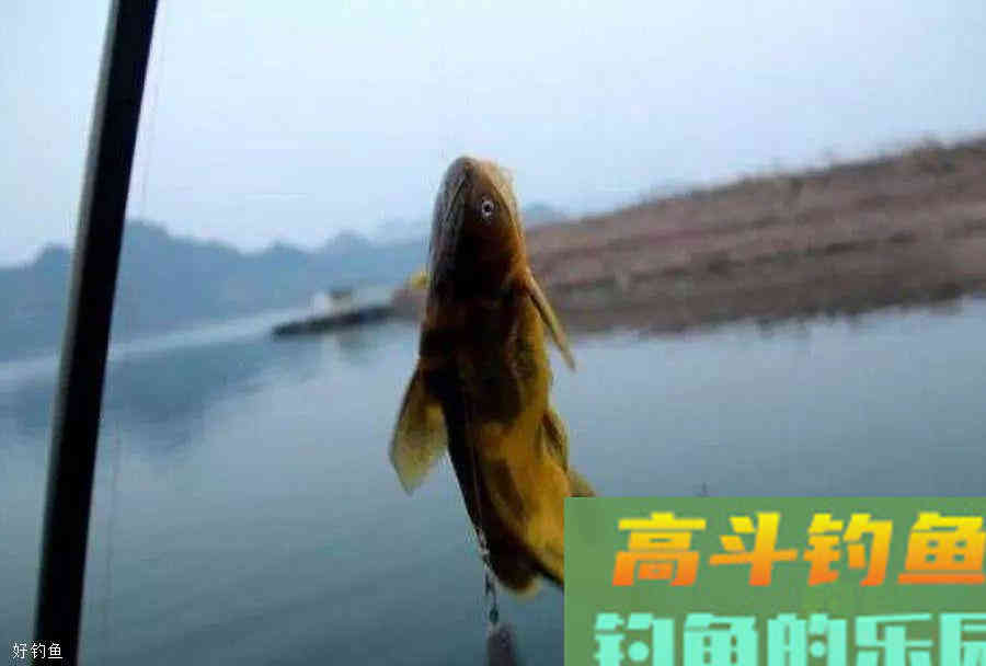 蚯蚓钓鱼使用小技巧，让钓鱼爱好者少走弯路