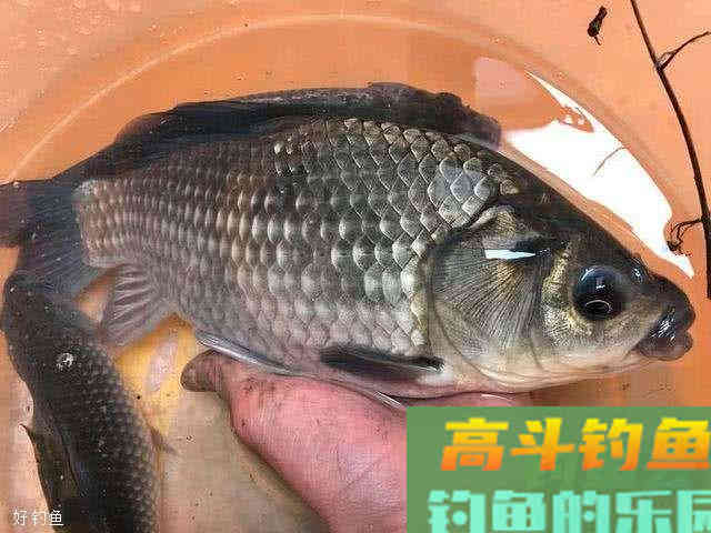 早春野钓大鲫鱼的两款饵料，附制作方法