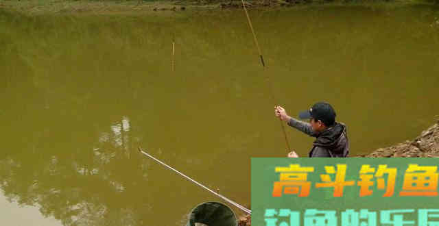 如何用好小药？为啥黑坑鱼饵要加小药？