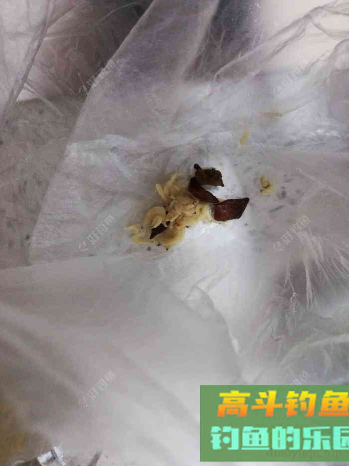 [制饵分享] 向老钓友请教制作的窝料,上大物就是这么简单