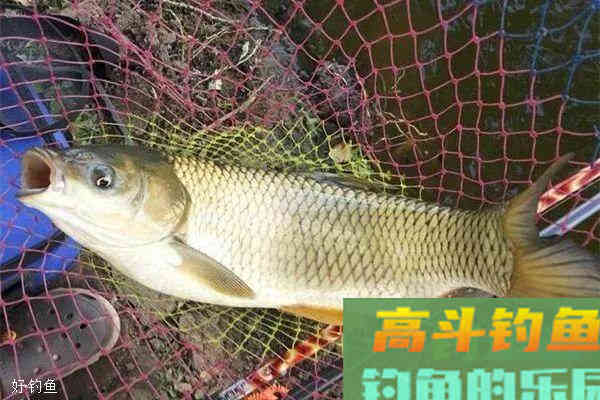 7种野钓草鱼佳饵配方，野钓饵料还是自制的好