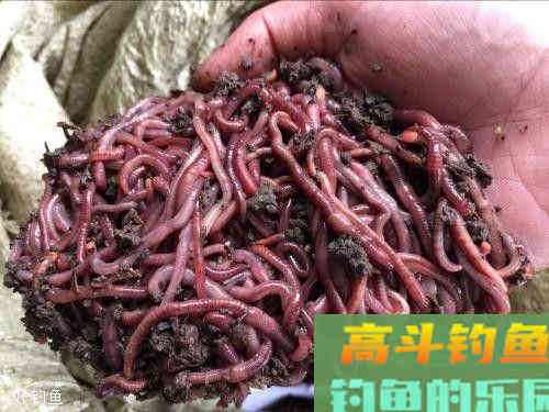 推荐三款春钓鲫鱼饵，用了不说好我揍你