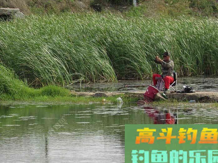 米饭发馊做钓饵，夏天钓鱼有奇效