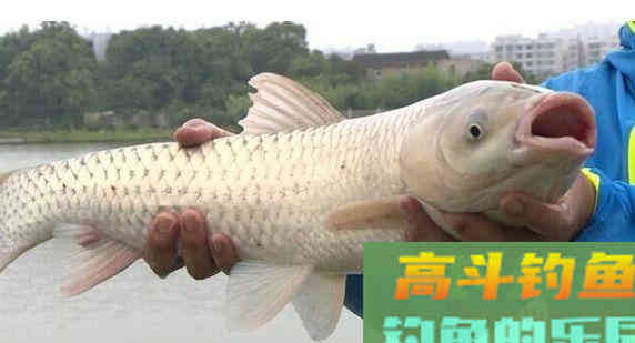 如何用自制花生饵钓草鱼？