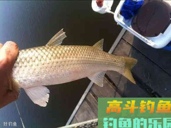 自己制作钓鱼打窝神料，屡试不爽