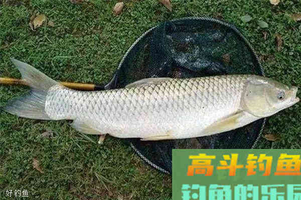 7种野钓草鱼佳饵配方，野钓饵料还是自制的好