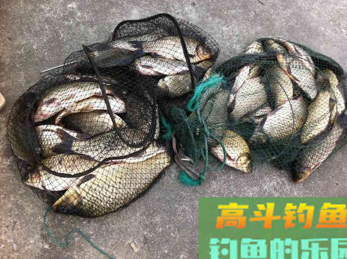 自制野钓饵料的八种配方 自制野钓饵料的八种配方