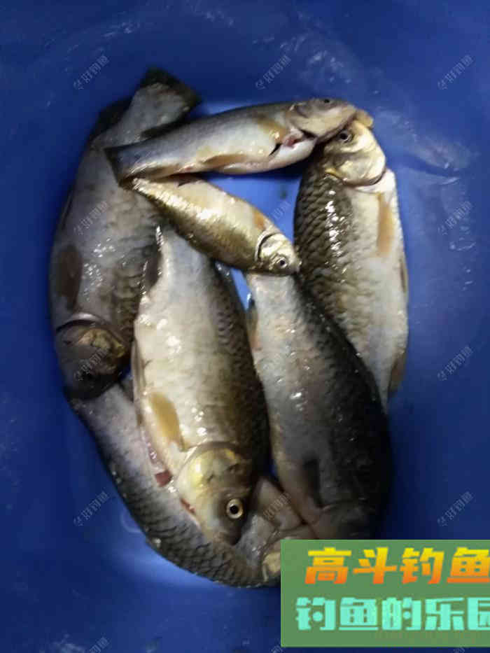 新手做窝料，高手请指教