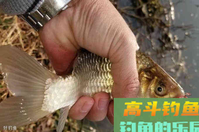 春天还愁大板鲫不咬钩？大家都来试试这三种饵料
