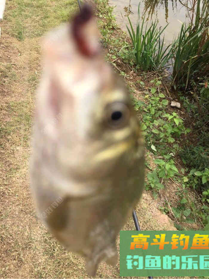 自制饵料分享，垂钓大鱼必备饵料