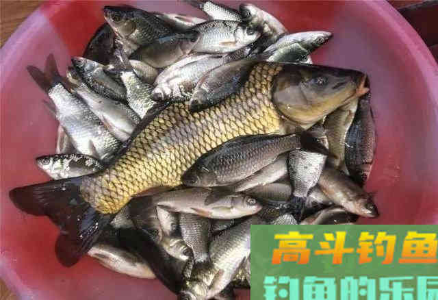 自制饵料加鸡蛋，竟让鲫鱼鲤鱼着了迷