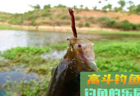 蚯蚓钓鱼使用小技巧，让钓鱼爱好者少走弯路