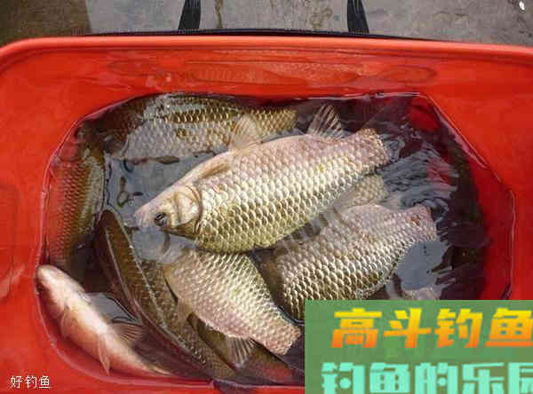春钓鲫鱼三款饵料配方，实现狂拉大板鲫