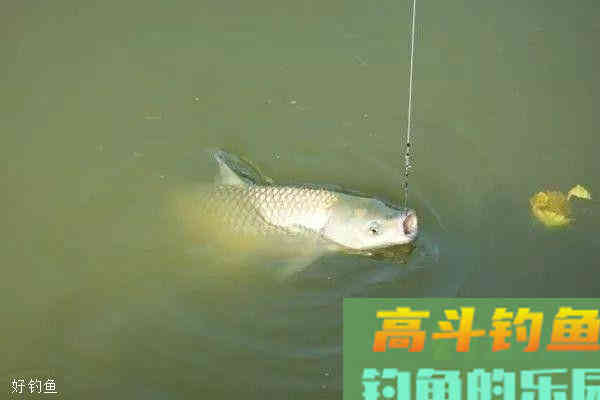 野钓草鱼绝杀饵料，每次使用都不会让你失望