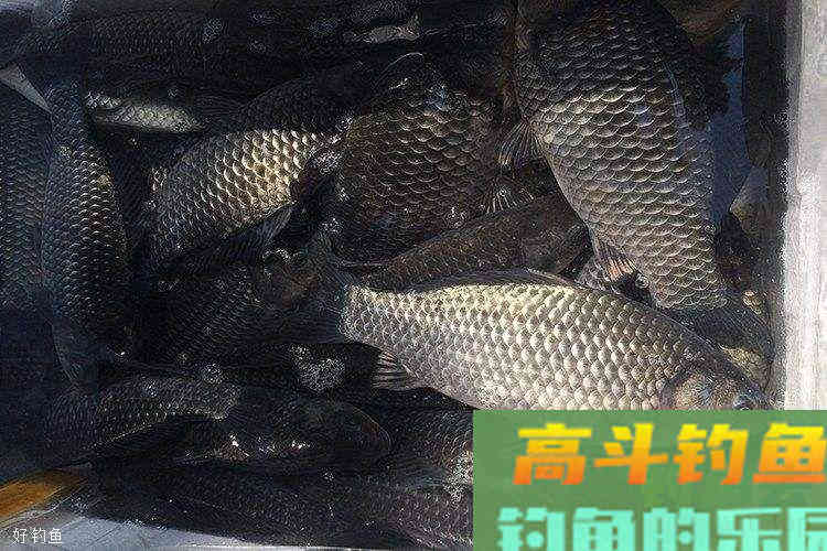 早春野钓大鲫鱼的两款饵料，附制作方法