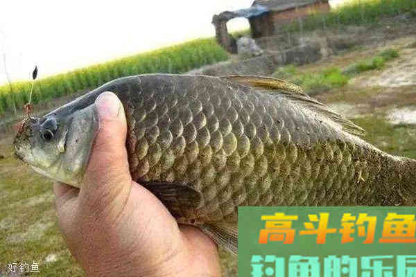 自制野钓饵料配方七个，杀遍鲫鲤草