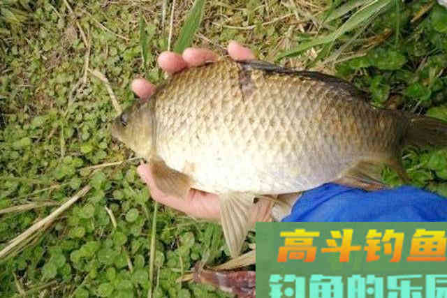 应对小杂鱼的窝料，使用这两款配方