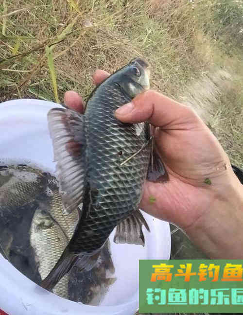 自制野钓饵料的八种配方 自制野钓饵料的八种配方