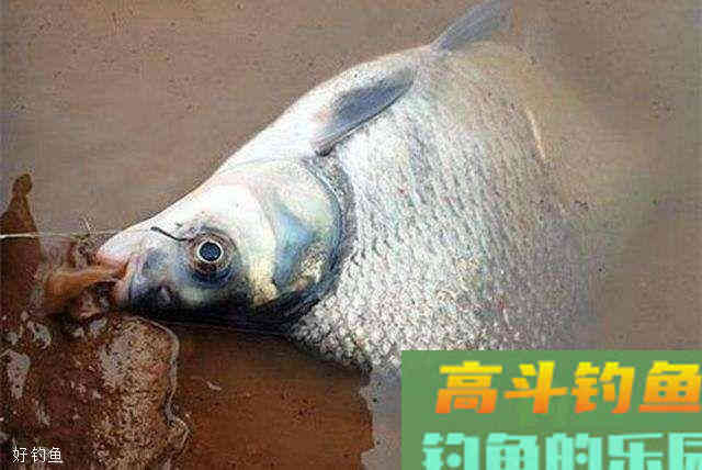 早春二月份，钓鳊鱼的饵料与窝料使用