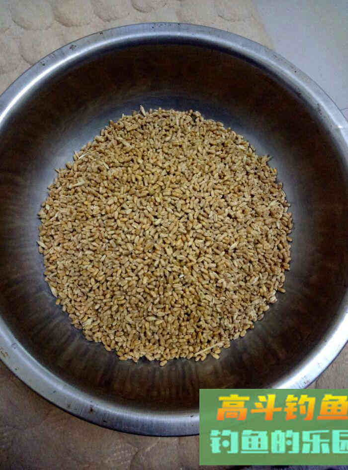 春天里:自制中药型小麦挂钩饵料