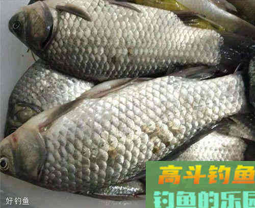 春季野钓到底该不该用小药?我们好好讨论下