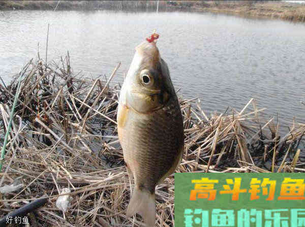 野战蓝鲫加速攻2号加九一八，冬季钓鱼也疯狂