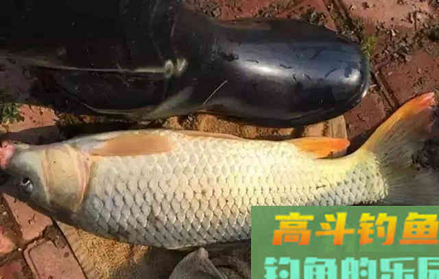 每年五月份都用这种饵料诱鲤鱼，鲤鱼上钩真的快