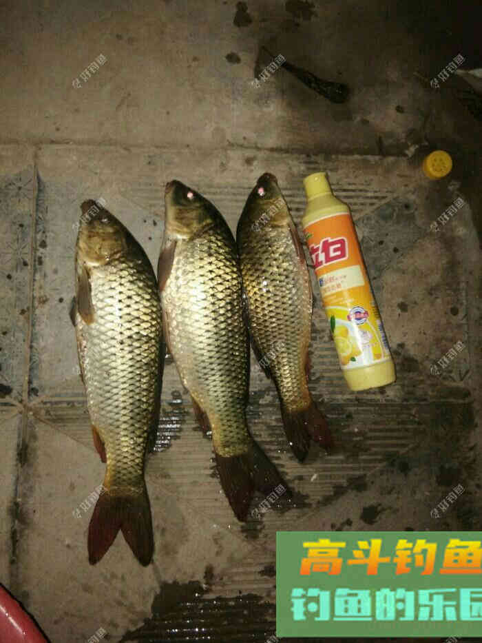 自制玉米小麦窝料，上大物必备
