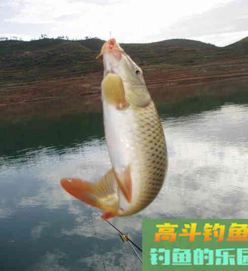 自制野钓饵料的八种配方 自制野钓饵料的八种配方