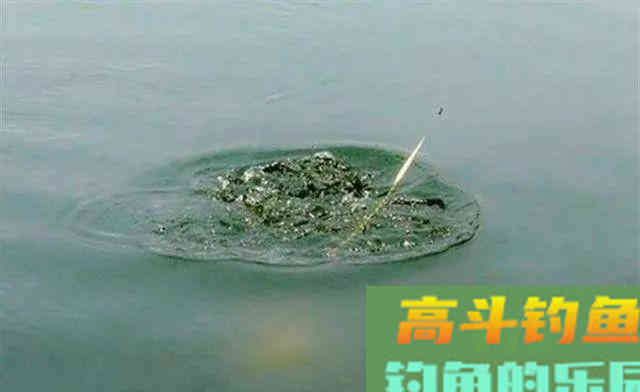 自制酒米如何选材，翻炒与直接泡有什么优缺点