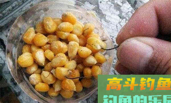 玉米粒水库博大鱼，窝饵和钓饵的泡制方法