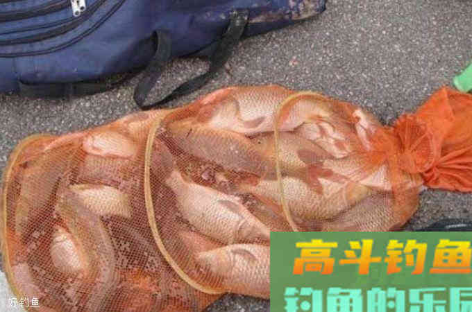 春天还愁大板鲫不咬钩？大家都来试试这三种饵料