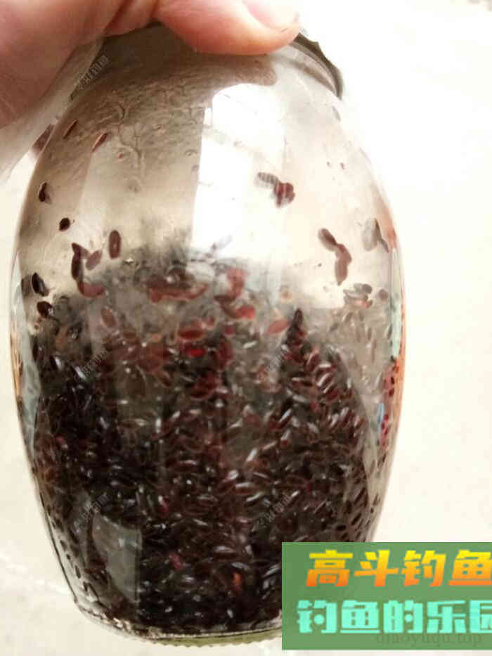 试做黑米窝料，等待检验诱鱼效果！