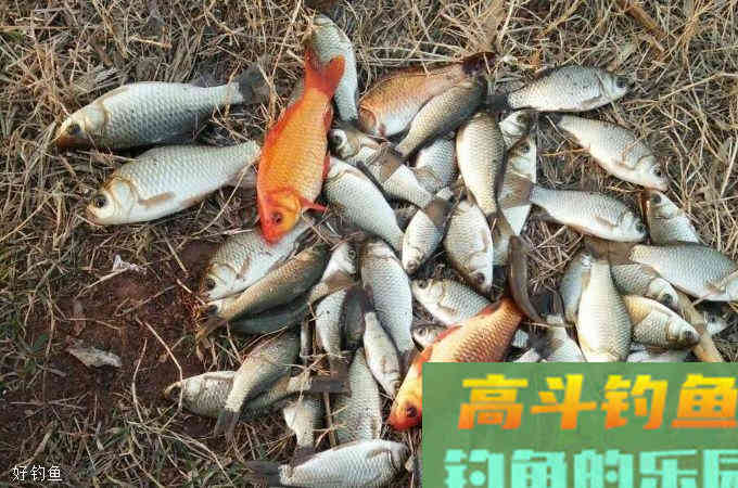 春天还愁大板鲫不咬钩？大家都来试试这三种饵料