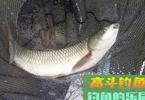 自制野钓饵料配方七个，杀遍鲫鲤草